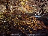 Kayaker on the Nantahala River Seen Through Birch Tree Branches Sports Photographic Poster Print by Raymond Gehman, 56x42