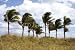 Wallmonkeys Peel and Stick Wall Decals - Palm Trees Blowing in the Wind - Removable Graphic