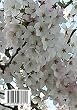 月の詩　四の月 2016 (MyISBN - デザインエッグ社)
