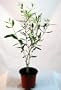 Olive Tree - Tree of Peace - Olea europaea - 4" POT