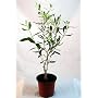 Olive Tree - Tree of Peace - Olea europaea - 4" POT