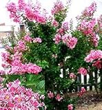 Crape Myrtle 'Peppermint Lace' Tree Live Plant