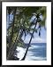 Puna (Black Sand) Beach, Island of Hawaii (Big Island), Hawaii, USA Framed Art Poster Print by Ethel Davies, 31x39