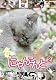 にゃんこんと2~キャット驚くオモシロねこ動画 ホントはこんなこと言ってたりして~ [DVD]