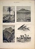 マデイラシエラレオネアフリカの飛魚座 Teneriffe 1883 飛魚