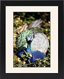 Framed Print of Peacock from Prints Prin...