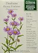 Showy Fleabane Botanic Gardens Series Seeds 75 Seeds