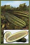 Cucumbers by Unknown. CANVAS with 1 1/2 inch bars. 11.37 inches width by 17.37 inches height. Highest Quality Art Poster Print 51PtNZyRDjL. SL160 Cucumbers by Unknown. CANVAS with 1 1/2 inch bars. 11.37 inches width by 17.37 inches height. Highest Quality Art Poster Print