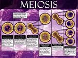 Meiosis Art Poster Print, 24x18