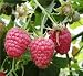 RASPBERRY AUTUMN BLISS-Ideal Fathers Day Gifts,Pla