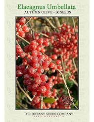 Autumn Olive (30) Seeds - Elaeagnus Umbellata - Japanese Silverberry