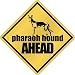 New  Pharaoh Hound Bites Ahead !  Crossing Dog