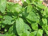 Spearmint Herb - 200 Seeds + *Free Seeds*