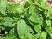 Spearmint Herb - 200+ Seeds - Seed Needs Envelope