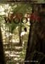 Into the Woods: Director's Cut Edition