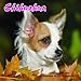 Chihuahuas Calendar - 2015 Wall calendars - Dog Calendars - Monthly Wall Calendar by Magnum