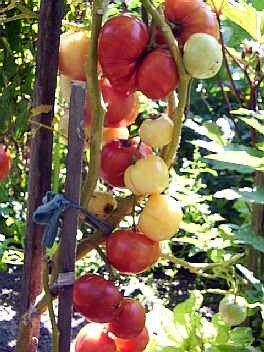 Lutescente Tomato 10 Seeds - VERY RARE! - 5 Colors!