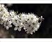 Photographic Prints of WAT-12409 Hawthorn - Flowers with insect feeding from Ardea Wildlife Pets