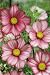 COSMOS CANDY STRIPE 100 SEEDS