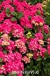 Pink Elf Dwarf Hydrangea Two Gallon Plant by Monrovia