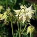 Akelei 'Green Apples' (Aquilegia vulgaris plena)