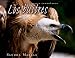 Los Buitres/Vultures (Animales Carroneros/Animal Scavengers)