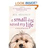 A Small Dog Saved My Life
