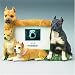 Pit Bull Dog Breed Photo Picture Frame