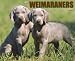 Just Weimaraners 2009 Calendar