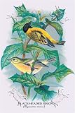 Black-headed Siskin Art Print Poster By Richard Brown, 12  x 1829.99 