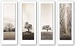 Trees Set (Four Prints) by Alan Blaustein 6.75"x20.25" Art Print Poster