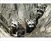 Photographic Prints of Crab-eating RACCOONS / mapache / osito lavador - adult and young in tree from Ardea Wildlife Pets
