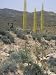 Utah Century Plant, Agave Utahensis, Mojave Desert, California, USA Photographic Poster Print by Doug Sokell, 30x40