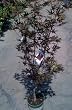 Japanese Maple Tree Nigrum Two Gallon Plant