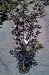 Japanese Maple Tree Nigrum Two Gallon Plant