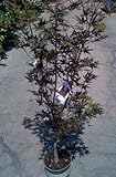 Japanese Maple Tree Nigrum Two Gallon Plant