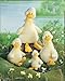 Plush Flappy Sr Duck 15