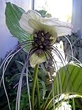 Rare Haunting White Bat Plant -Tacca- Exotic Houseplant
