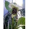 Hirt's Rare Haunting White Bat Plant - Tacca - Exotic Houseplant