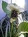 Rare Haunting White Bat Plant -Tacca- Exotic Houseplant