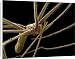 Canvas Prints of Scanning Electron Micrograph (SEM) of a female Cellar Spider, known in America from Robert Harding