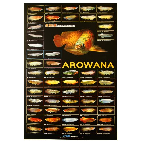 arowana poster
