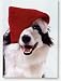 Pet Lovers Holiday Christmas Greetings Cards - Christmas Dog Elf - Set of 18