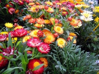 Flower Strawflower Swiss Giant Mix DGS214BVC (Multi Color) 1000 Open Pollinated Seeds by David's Garden Seeds Flower Strawflower Swiss Giant Mix DGS214BVC (Multi Color) 1000 Open Pollinated Seeds by David's Garden Seeds