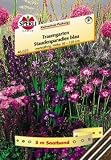 Eigenschaften Sperli  / Blumenmischung, Staudenparadies Blau, Saatband 5 m