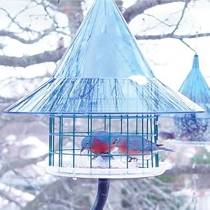 Bird Feeder