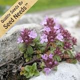5,000 Seeds, Creeping Thyme (Thymus serpyllum) Seeds By Seed Needs