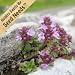 60,000 Seeds, Creeping Thyme (Thymus serpyllum) Seeds By Seed Needs