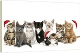 Box Canvas Print of JD-20842-M1 Cat - kittens line-up with Christmas hats from Ardea