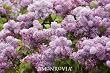 Premium Quality Potted Five Gallon Blue Skies Lilac Plant
